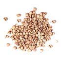 Coix Seed - Yi Yi Ren Coix Seed - Yi Yi Ren