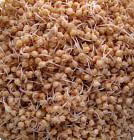 Millet Sprout - Gu Ya Millet Sprout - Gu Ya
