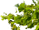 Ginkgo Leaf - Yin Guo Ye