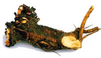 Rhubarb Root - Da Huang