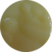 Royal Jelly, Fresh Bulk Refrigerated