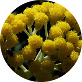 Helichrysum Immortelle, Flower, Wildcrafted