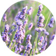 Lavender 40/42% Stara Planina