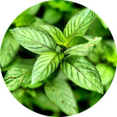 Peppermint, Natural Yakima