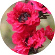 Red Manuka, Wild