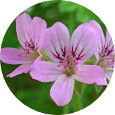 Rose Scented Geranium