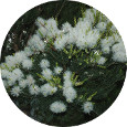 Tea Tree, Farmed