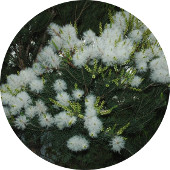 Tea Tree, Farmed