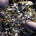 Bladderwrack Coarse Milled