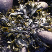 Bladderwrack Powder