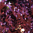 Irish Moss Flakes