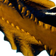 Kelp Powder