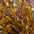 Rockweed Powder