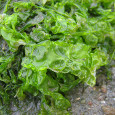Sea Lettuce Flakes