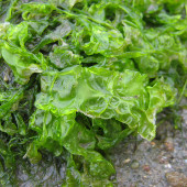Sea Lettuce Powder