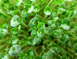 Alive & Well Chia Sprouts