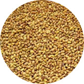 Alfalfa Seed, Organic 25 lb.