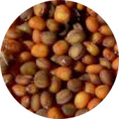 Arugula Seed, Organic 25 lb.