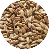 Barley, Hulless Organic 25 lb.