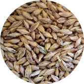 Barley, Whole, Organic 25 lb.
