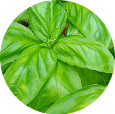 Basil, Italian, Seed Non-GMO 1 lb.