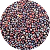 Broccoli Seed, Organic 5 lb.