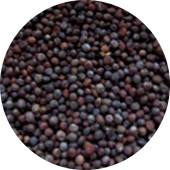 Cabbage Seed, Red Acre Organic 5 lb.