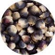 Corn, Blue Heirloom Organic