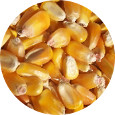 Corn, Yellow Organic