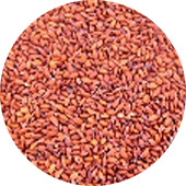Cress Seed, Organic