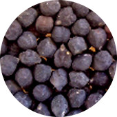 Garbanzo Bean, Black Organic 25 lb.