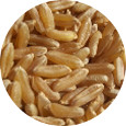 Kamut, Organic