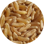 Kamut, Organic 25 lb.