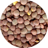 Lentils, Green Organic 25 lb.
