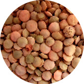 Lentils, Red Organic 25 lb.