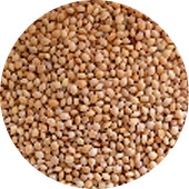 Millet, Whole Organic 25 lb.