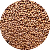 Mustard Seed, Yellow Organic 25 lb.