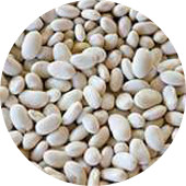 Navy Bean, Organic 25 lb.
