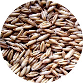Oats, Hulless Organic 25 lb.