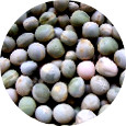Peas, Shoot Organic