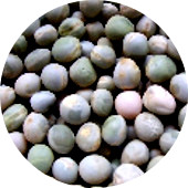 Peas, Shoot Organic 25 lb.