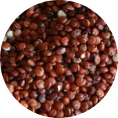 Quinoa, Red Organic 25 lb.
