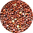 Radish Seed, China Rose Organic 25 lb.