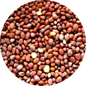 Radish Seed, China Rose Organic 25 lb.