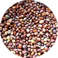 Radish Seed, Daikon Organic 25 lb.