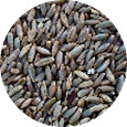 Rye Berries, Organic 25 lb.