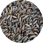Rye Berries, Organic 25 lb.