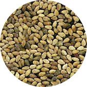 Sesame Seed, Tan Organic 25 lb.
