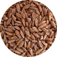 Spelt Berries, Organic