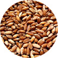 Wheat Berries, Hard Red Winter Organic
